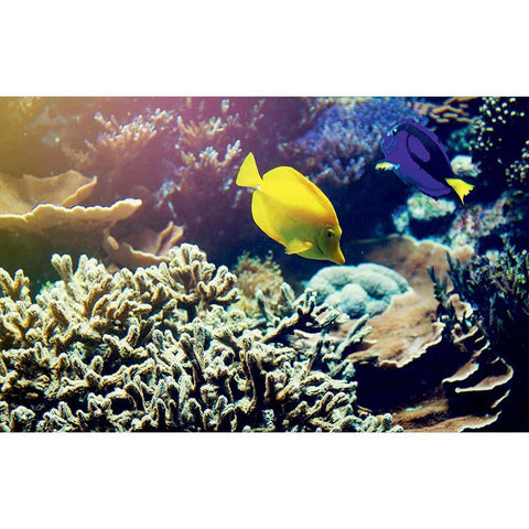 Autocolant Acvariu Blue and Yellow Fish - clevny.ro