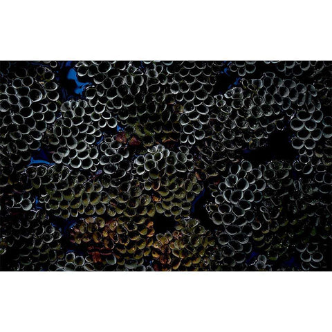 Autocolant Acvariu Closeup of Beautiful Corals - clevny.ro