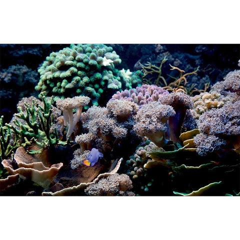 Autocolant Acvariu Coral Reef in Ocean - clevny.ro