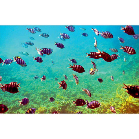 Autocolant Acvariu Fishes at Coral Reef Area - clevny.ro