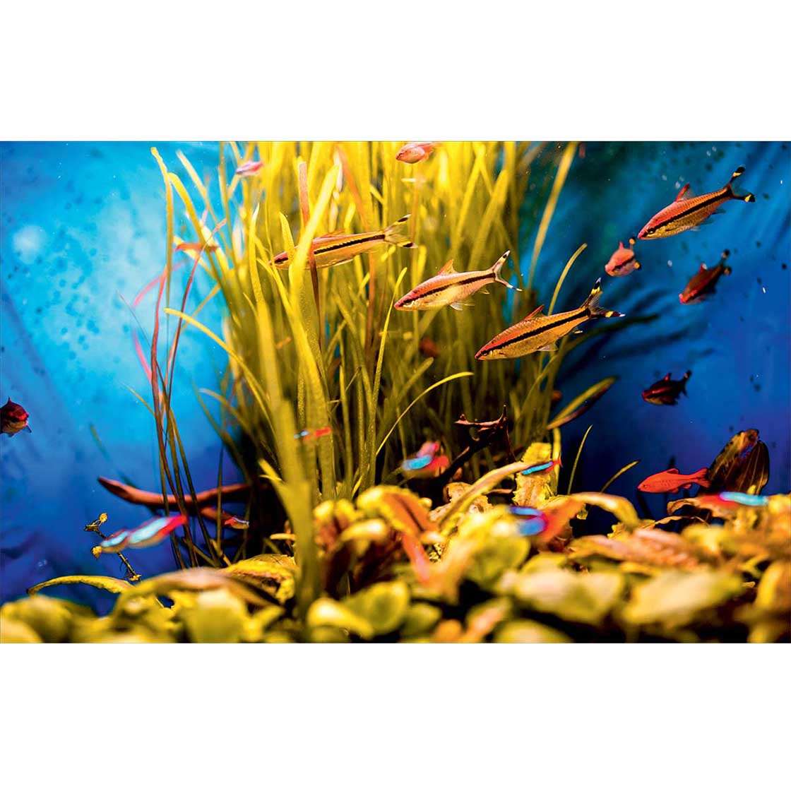 Autocolant Acvariu Orange Fish Swim in a Blue Aquarium - clevny.ro