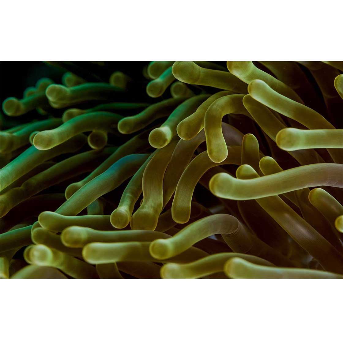 Autocolant Acvariu Sea Anemone - clevny.ro