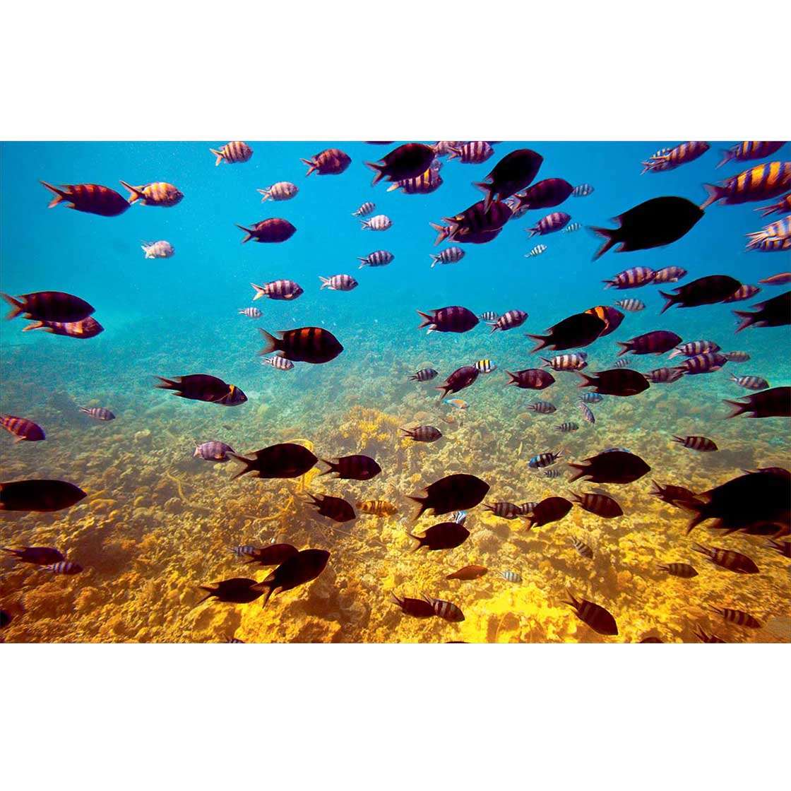 Autocolant Acvariu Tropical Fishes at Coral Reef Area - clevny.ro