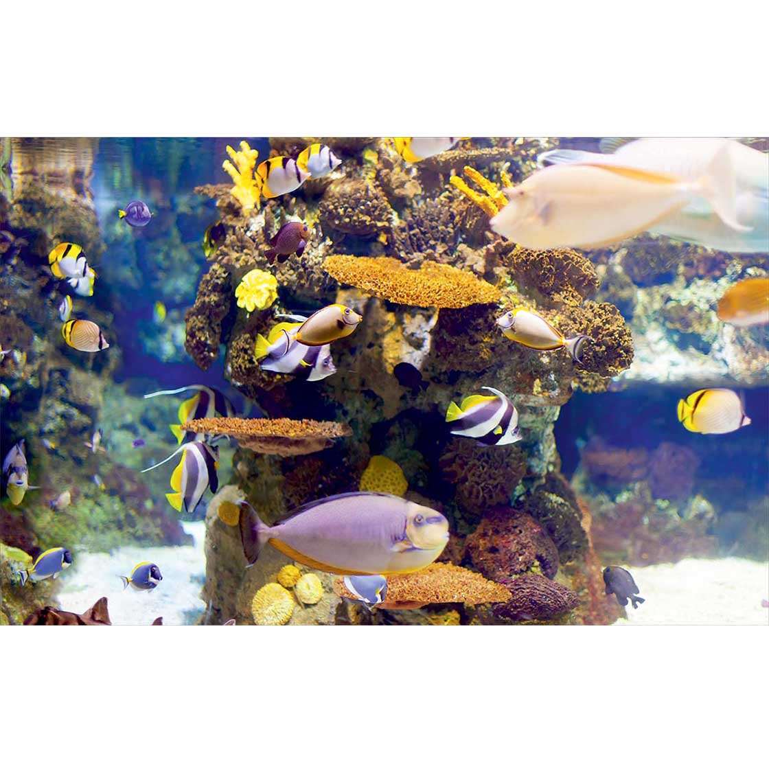 Autocolant Acvariu Tropical Fishes - clevny.ro