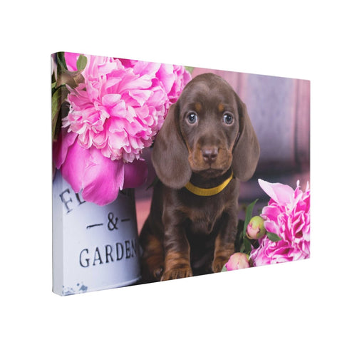 Tablou Canvas Dachshund Puppy - clevny.ro