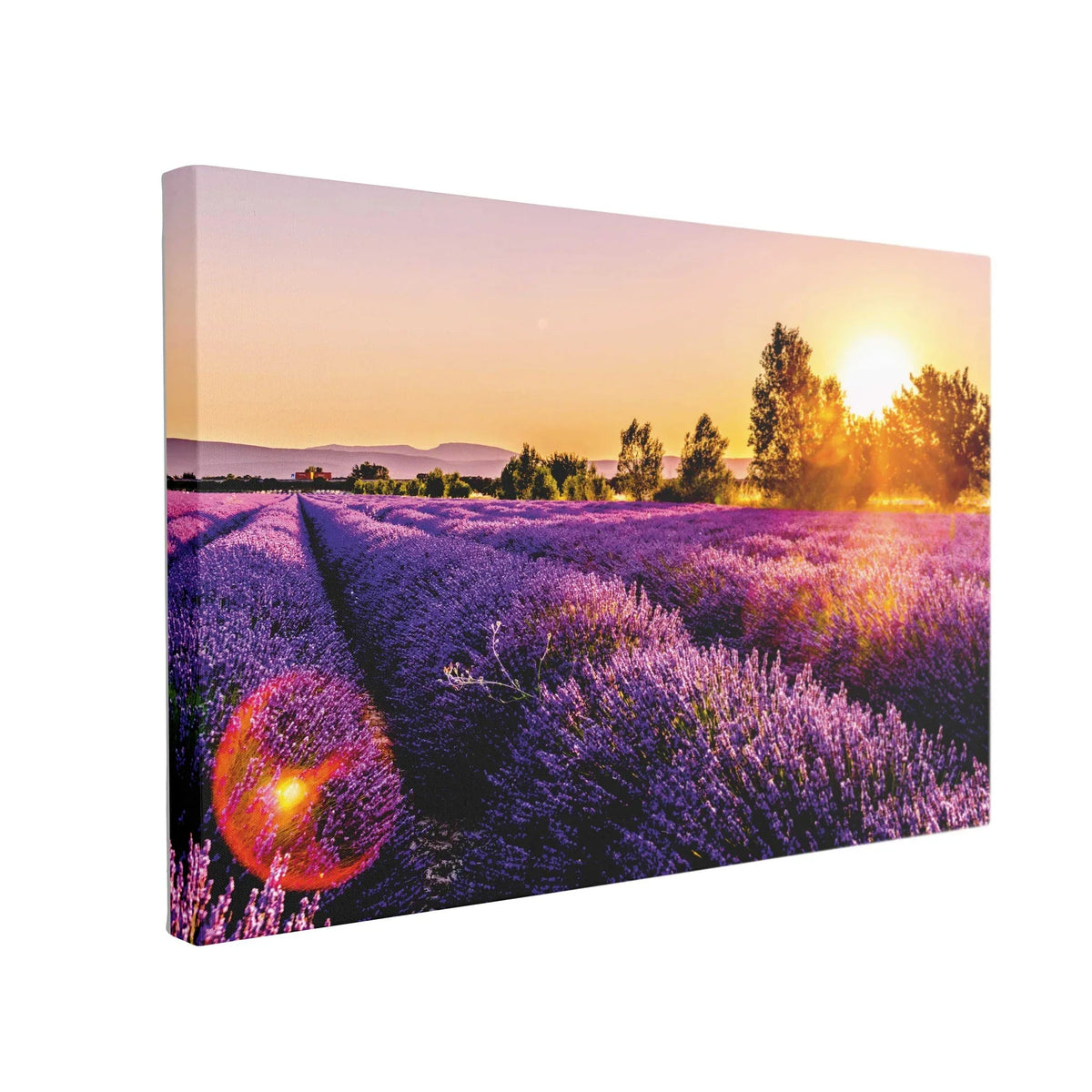 Tablou Canvas Endless Rows of Lavender Flowers - clevny.ro