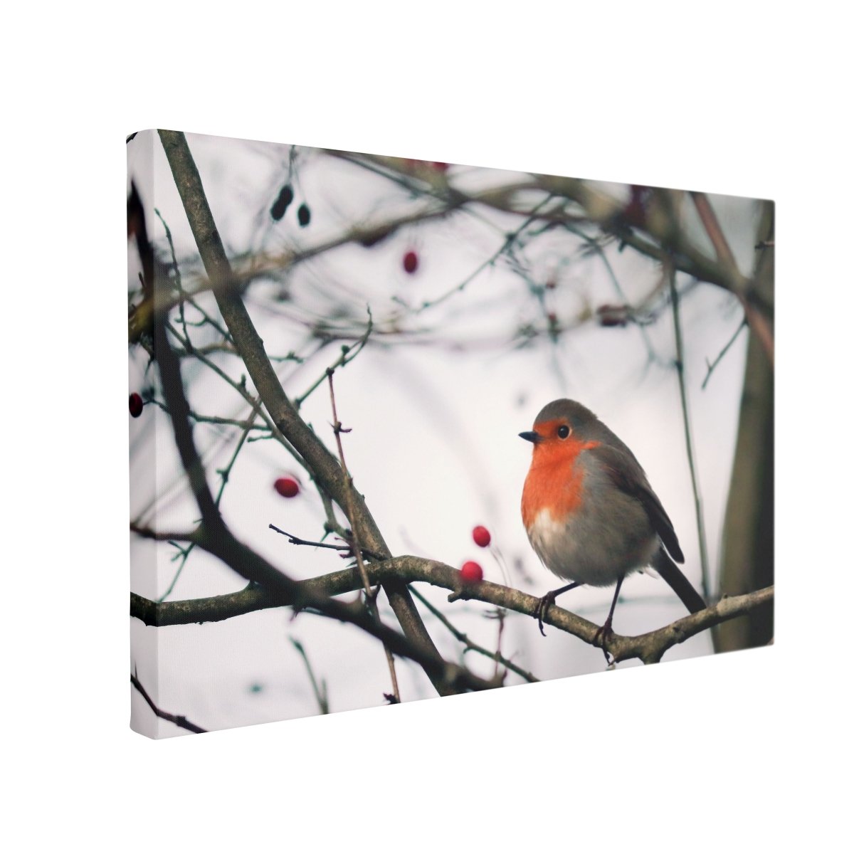 Tablou Canvas Robin Bird - clevny.ro