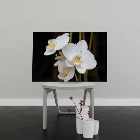 Tablou Canvas White Phalaenopsis Flower - clevny.ro