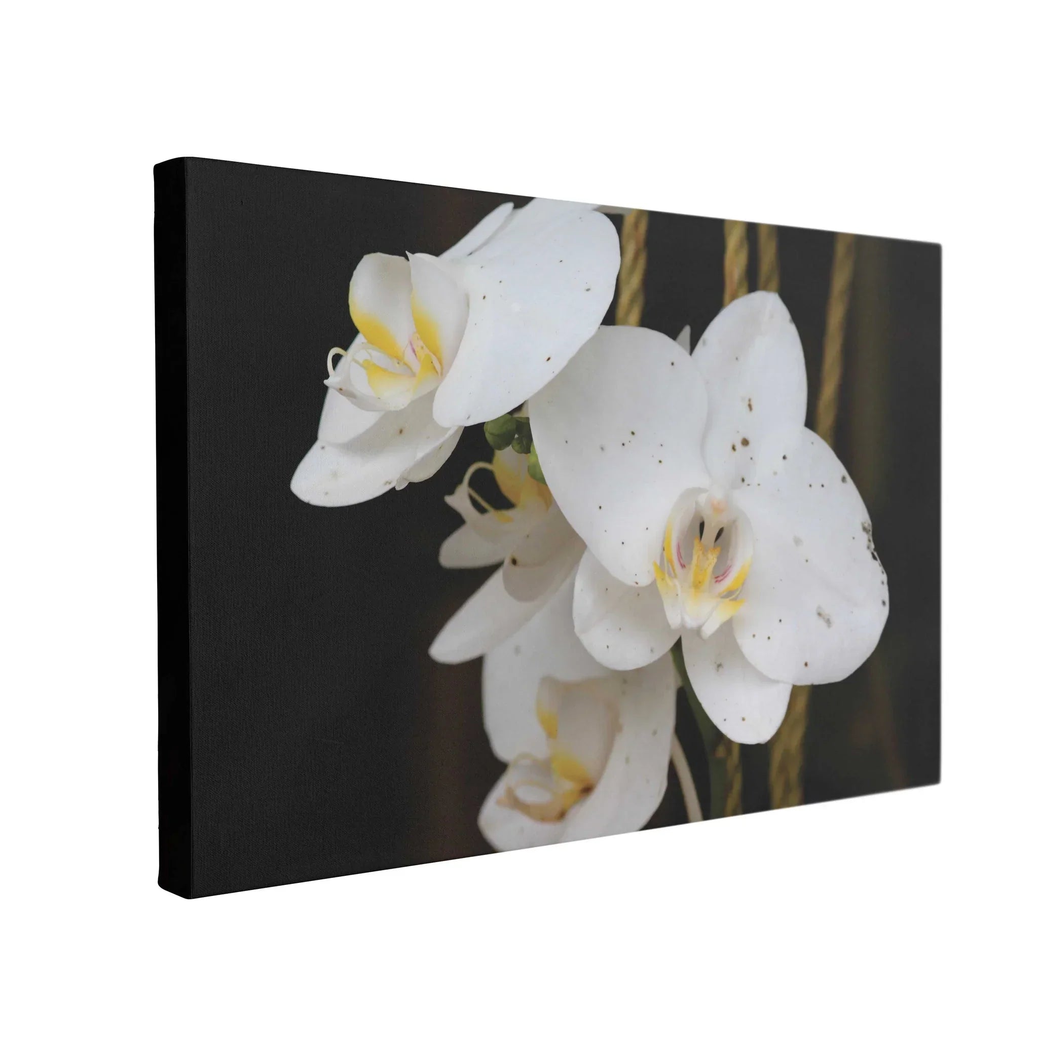 Tablou Canvas White Phalaenopsis Flower - clevny.ro