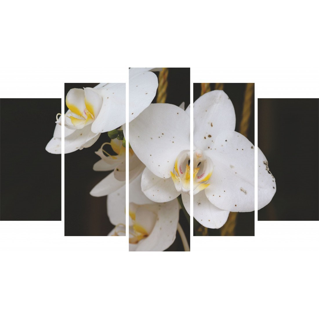 Tablou Forex 5 piese White Phalaenopsis Flower - clevny.ro