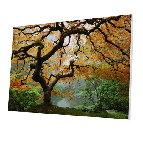 Tablou Forex Autumn Maple - clevny.ro