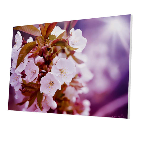 Tablou Forex Cherry Blossoms - clevny.ro