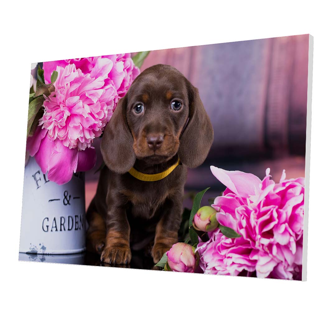 Tablou Forex Dachshund Puppy - clevny.ro