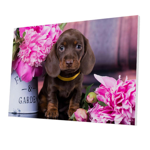 Tablou Forex Dachshund Puppy - clevny.ro