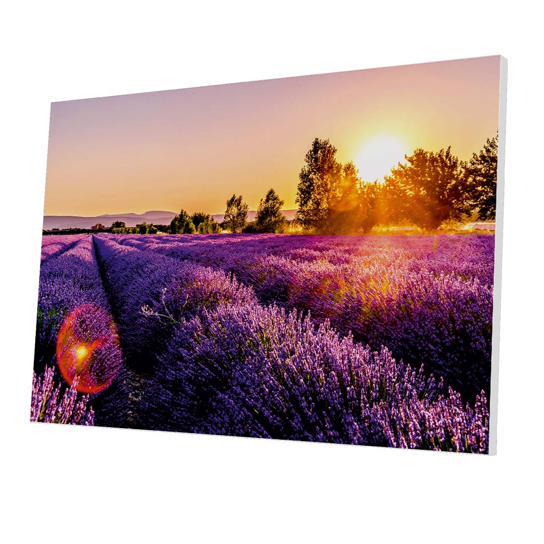Tablou Forex Endless Rows of Lavender Flowers - clevny.ro