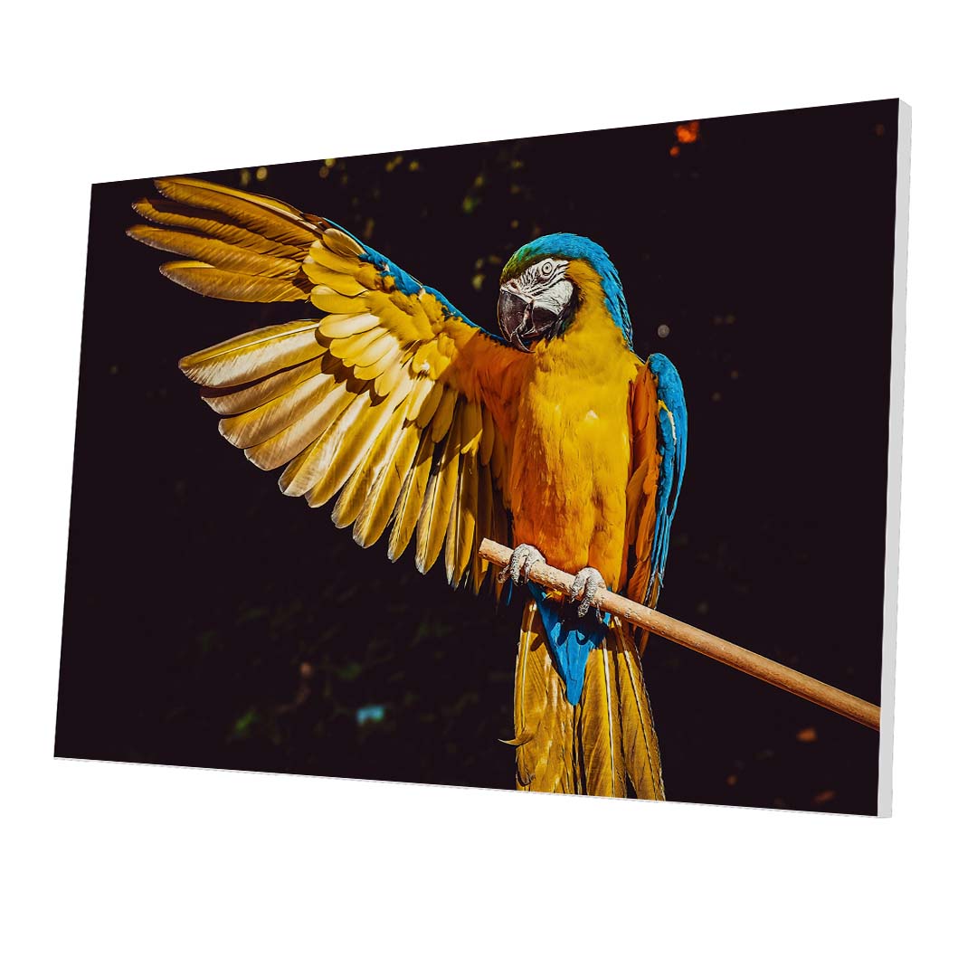 Tablou Forex Exotic Parrot - clevny.ro