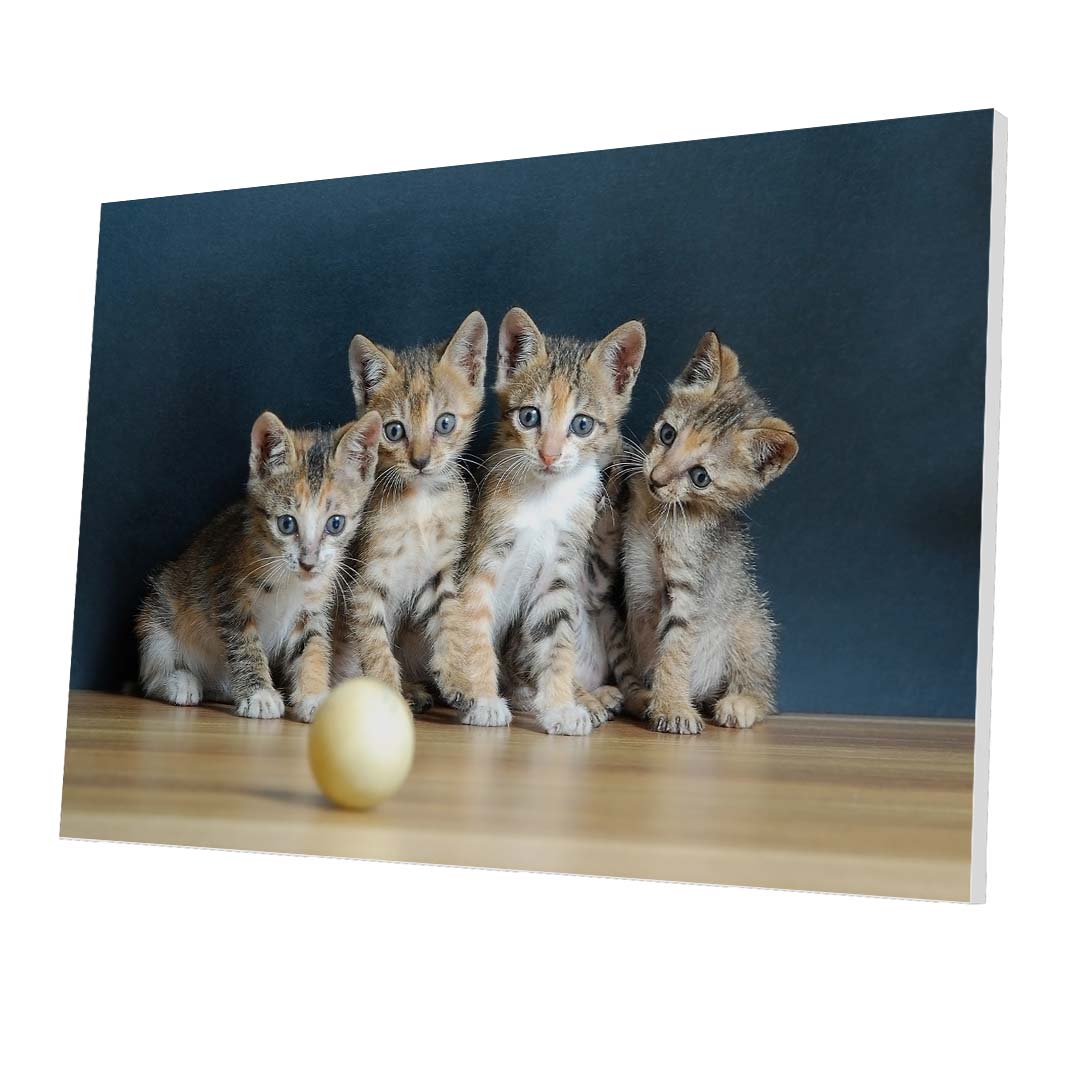 Tablou Forex Four Cute Cats - clevny.ro