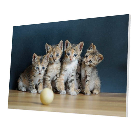 Tablou Forex Four Cute Cats - clevny.ro