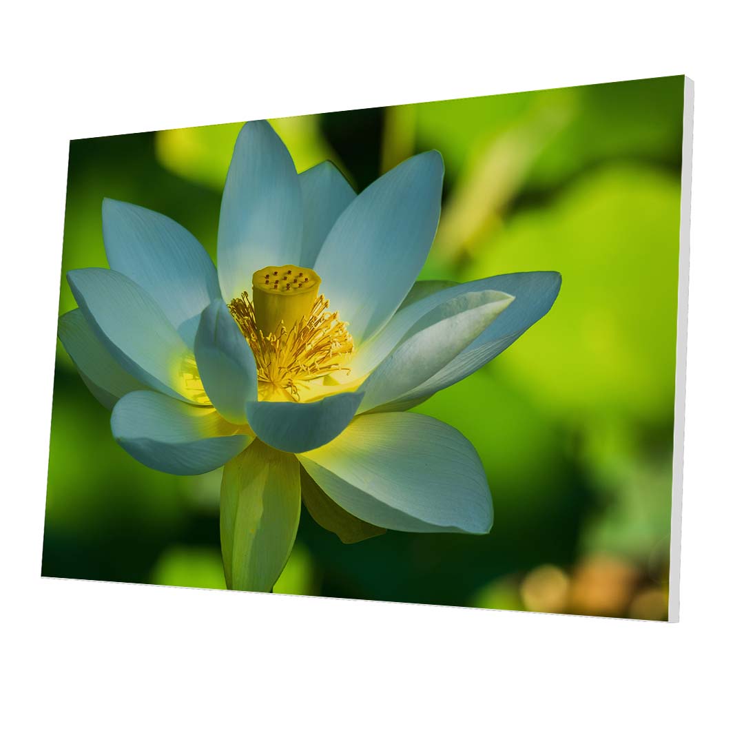 Tablou Forex Lotus Flower - clevny.ro