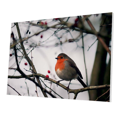 Tablou Forex Robin Bird - clevny.ro