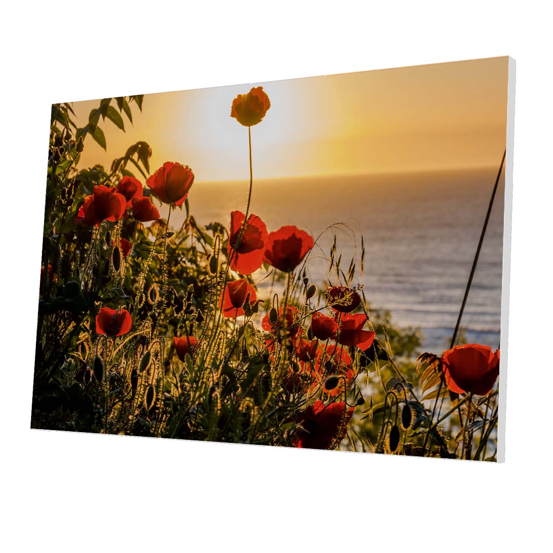 Tablou Forex Sunset with Poppy Flowers - clevny.ro