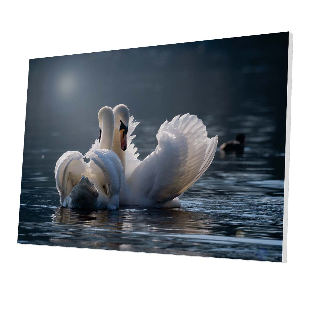 Tablou Forex Swans in Love - clevny.ro