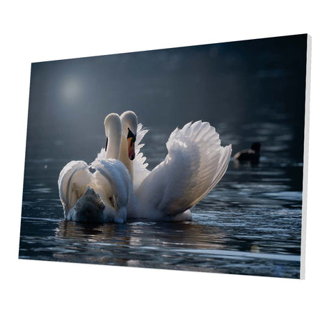 Tablou Forex Swans in Love - clevny.ro