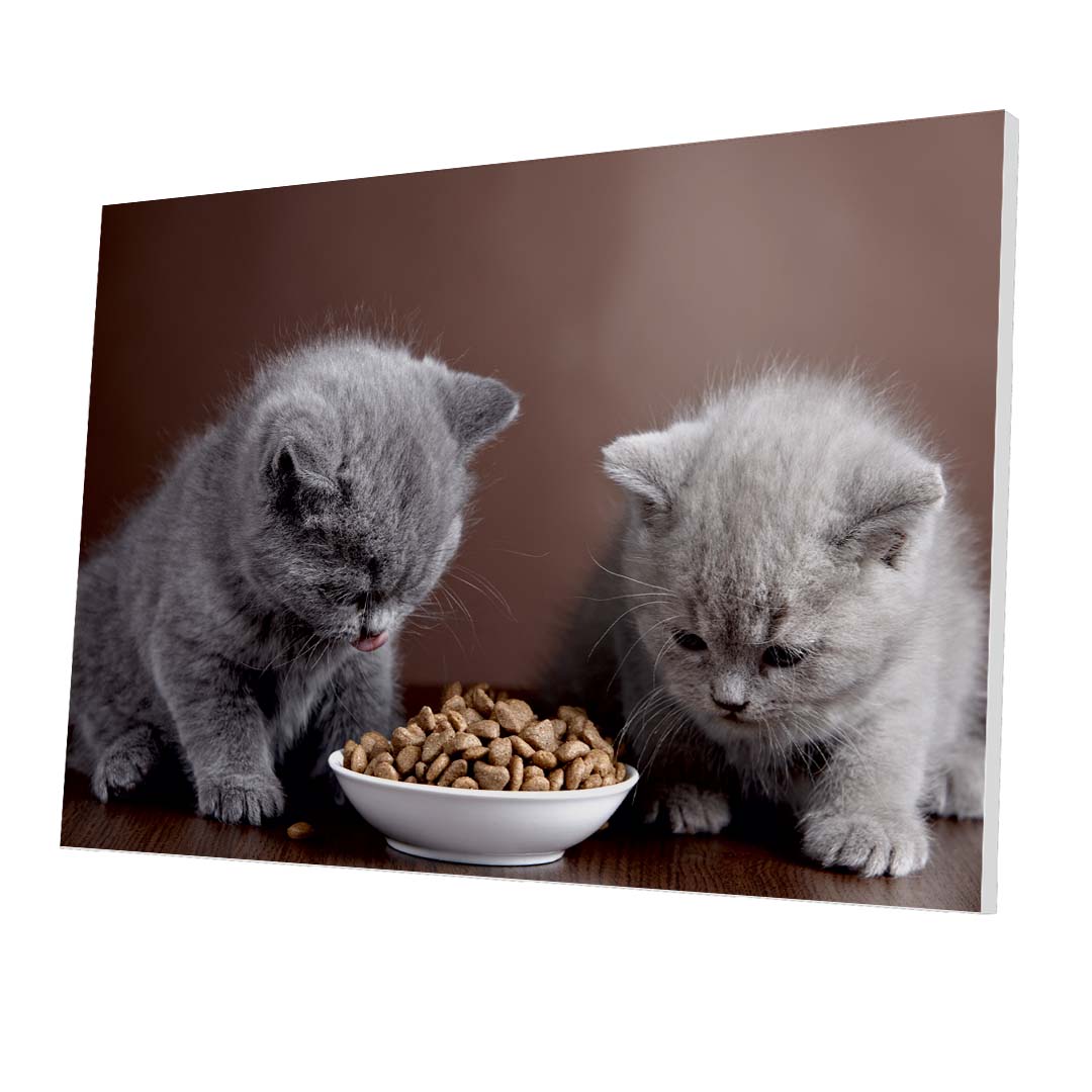 Tablou Forex Two Cats Eating - clevny.ro