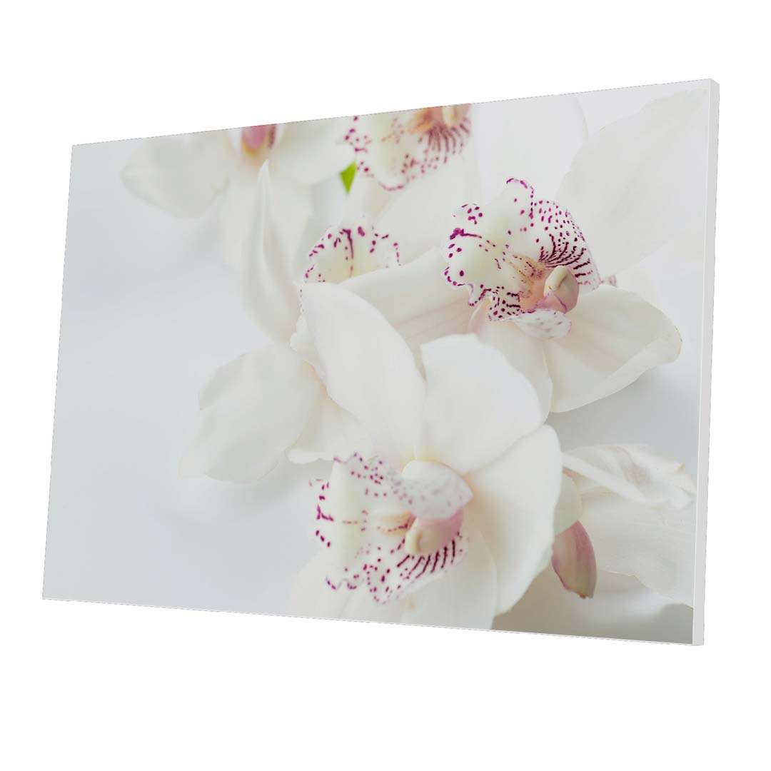 Tablou Forex White Orchids With Purple - clevny.ro