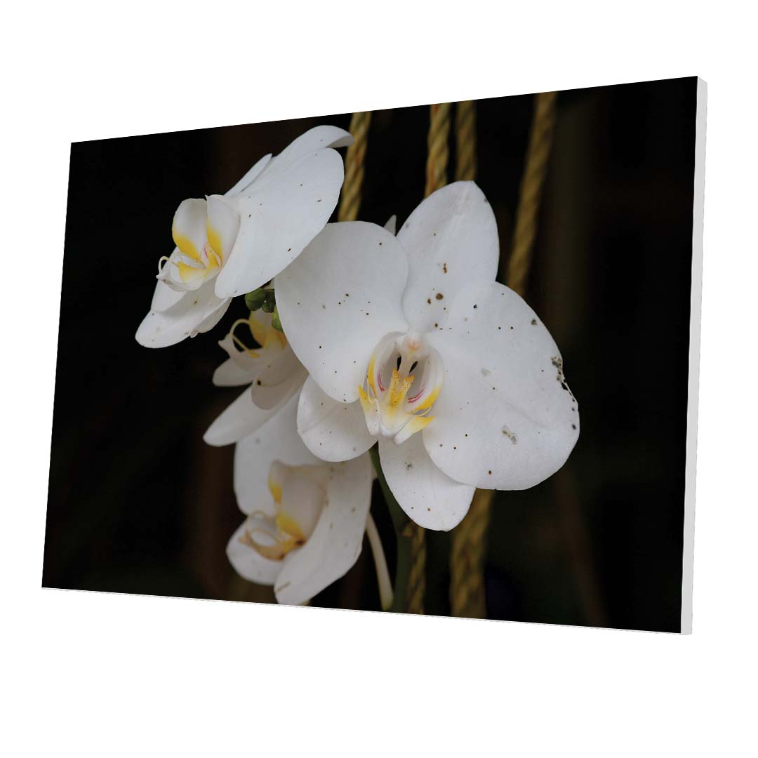 Tablou Forex White Phalaenopsis Flower - clevny.ro